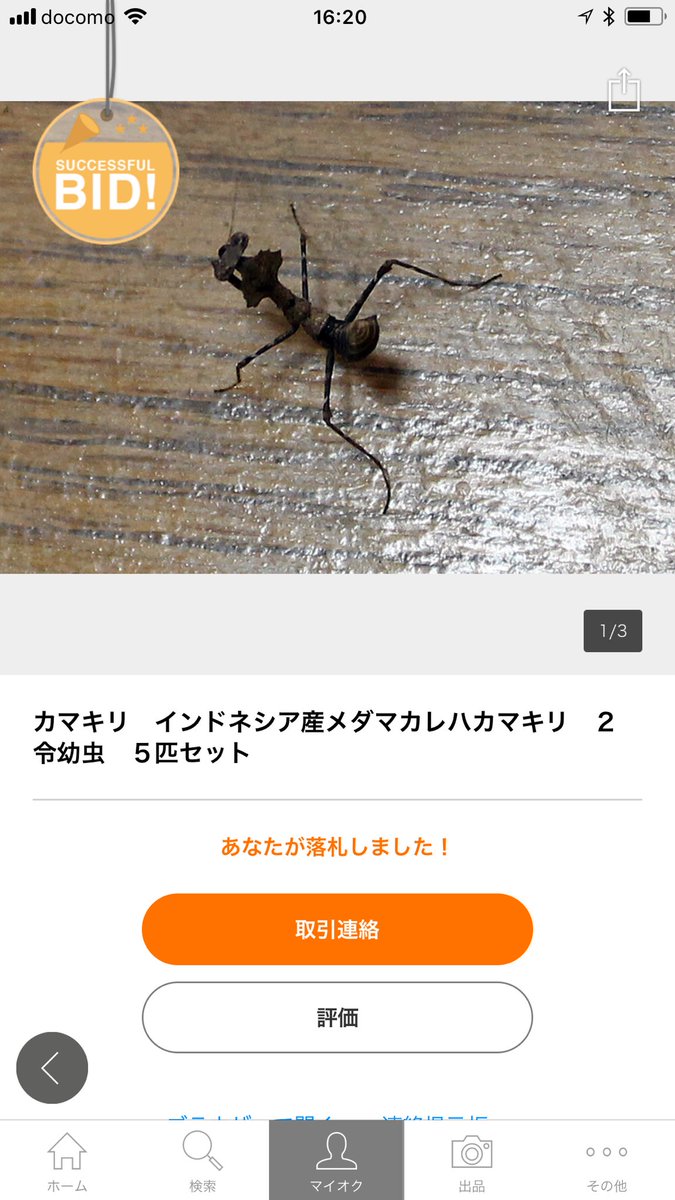 キョンシー蜂丸 昆虫ハウス101号室 در توییتر トリニドショウジョウバエ 幼虫カマキリや両生類などの餌用として飛べないように品種改良された小バエ 外国産カマキリなどを買うと 屋台のおっちゃんの 姐ちゃん可愛いから たこ焼き1個おまけしとくよ 感覚で