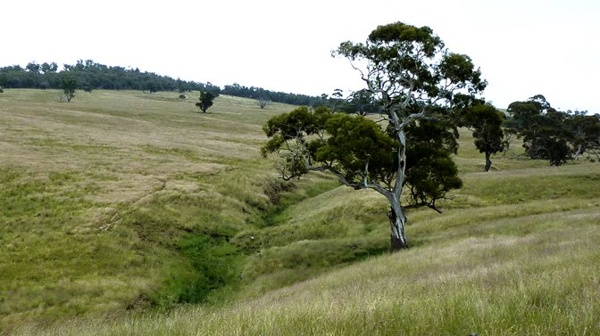 SoilsforLife's tweet image. Changing management to make the most of rainfall #RegenerativeAgriculture case study soilsforlife.org.au/cs-gunningrah #fixerosion #profitstability