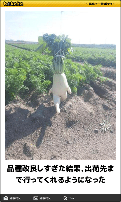 ボケて Bokete 公式 品種改良しすぎた結果 出荷先まで行ってくれるようになった ボケて T Co Hctk0wjpyy T Co 09fyorkffc Twitter