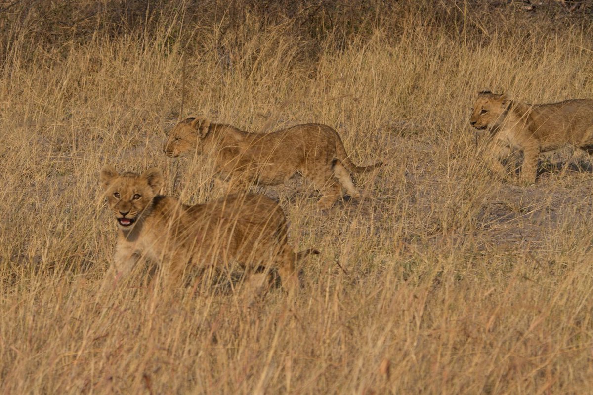 DrPaulFunston's tweet photo. The return of the Liadura pride in Nkasa Rupara National Park with three cubs is good news for @PantheraCats #LetLionsLive https://t.co/fSR3b1gteI