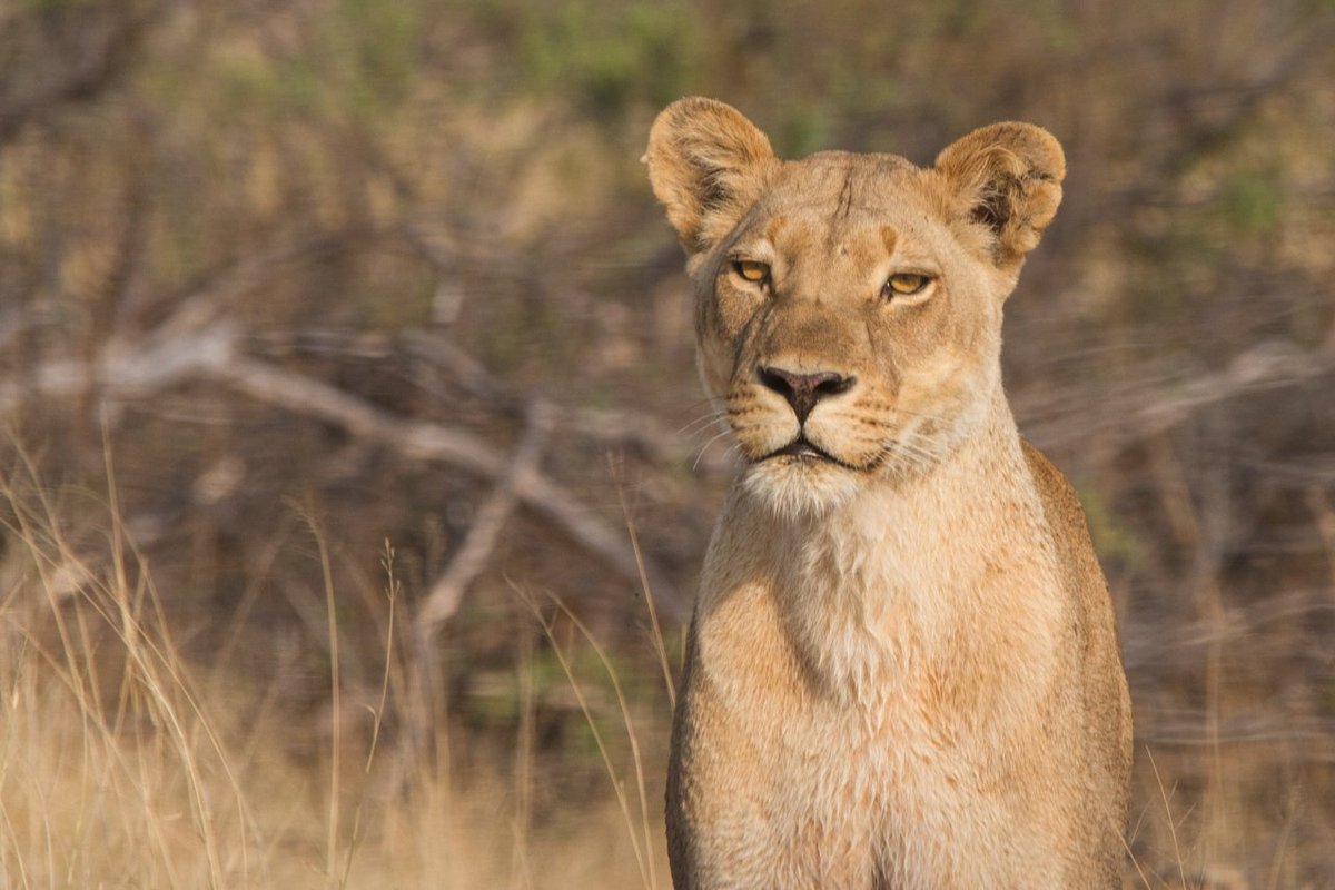DrPaulFunston's tweet photo. The return of the Liadura pride in Nkasa Rupara National Park with three cubs is good news for @PantheraCats #LetLionsLive https://t.co/fSR3b1gteI