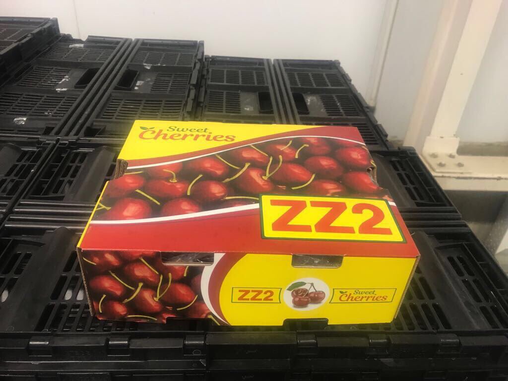 TommievanZyl's tweet photo. #ZZ2's joint venture #Cherrie project with #DeWets from Rustenburg...First pickings for the 2017 season. More than worth the wait! https://t.co/v0yUbRyLI1