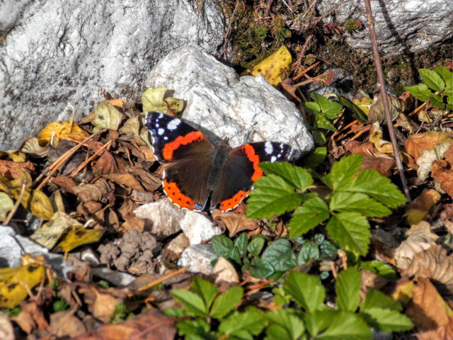 hausidyll's tweet photo. As the #leaves #fall our prices fall as well! In #October &amp; #November only €36 for #Edelstein #Apartment &amp; €45 for #Edelweiss Apt! #Autumn https://t.co/Dl2dd9jAVy