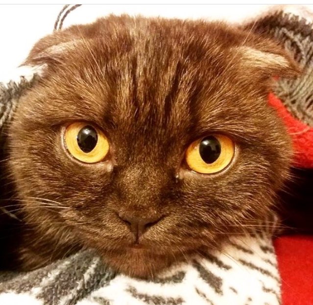 popcatsculture's tweet photo. Our #catoftheday is 📸 #leocats #instagram ❤️ #join us #instacats #CatsOfTwitter have a great #sundayfunday ✨ https://t.co/4rtizt5hMV