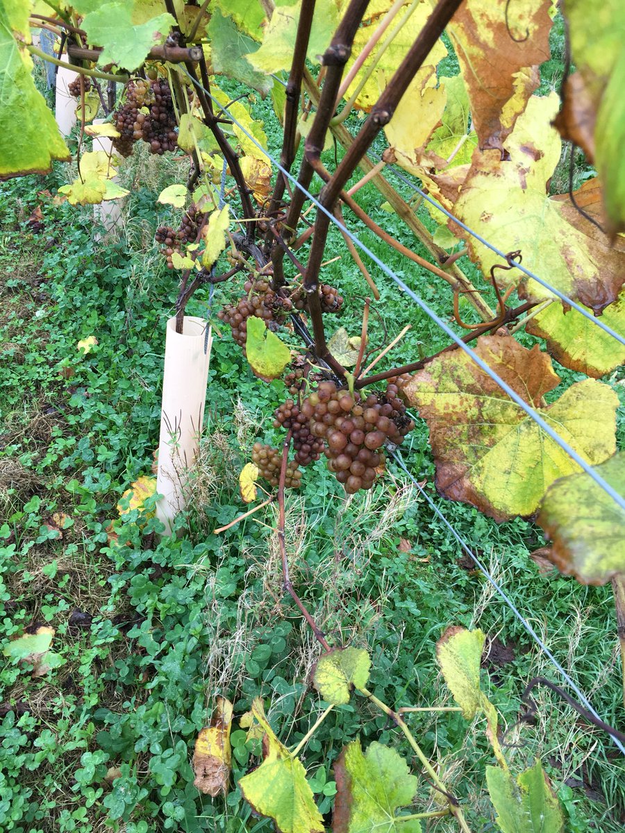 SShergold76's tweet photo. Pinot Gris day @BeaconDownWines. Last day of first harvest. 9 rows to do! #pickpickpick #englishwine 🍇🍇🍇🍇🍇👍 https://t.co/CLsE0VarB8