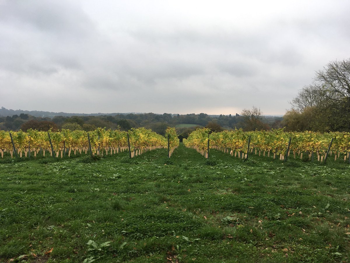 SShergold76's tweet photo. Pinot Gris day @BeaconDownWines. Last day of first harvest. 9 rows to do! #pickpickpick #englishwine 🍇🍇🍇🍇🍇👍 https://t.co/CLsE0VarB8