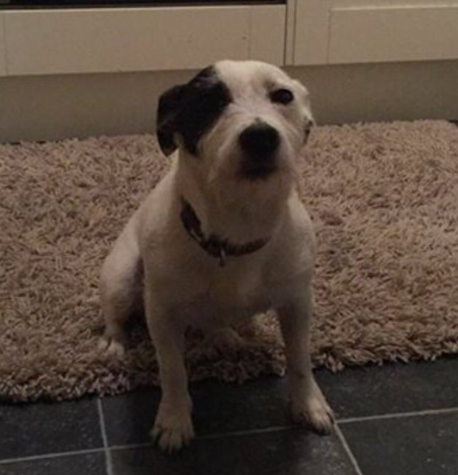 oldandfeelit's tweet photo. @wrexham FOUND last night #Gwersyllt.. #notchipped.. Anyone missing this lost #dog safe with finder :-) https://t.co/J2FItqnNy2