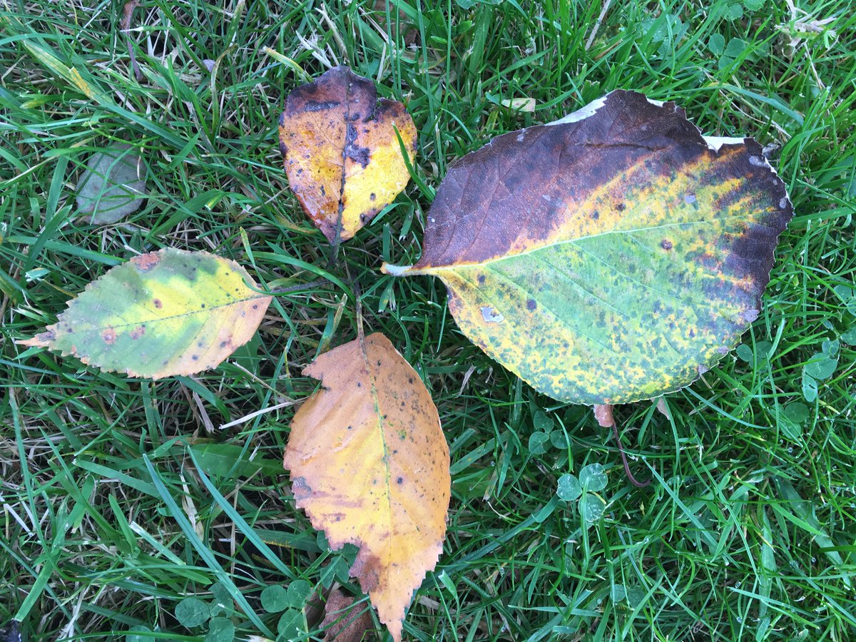EcoWildCIC's tweet photo. Appreciate the simplicity and beauty of nature #Wellbeing https://t.co/FjpCOL6Qr8