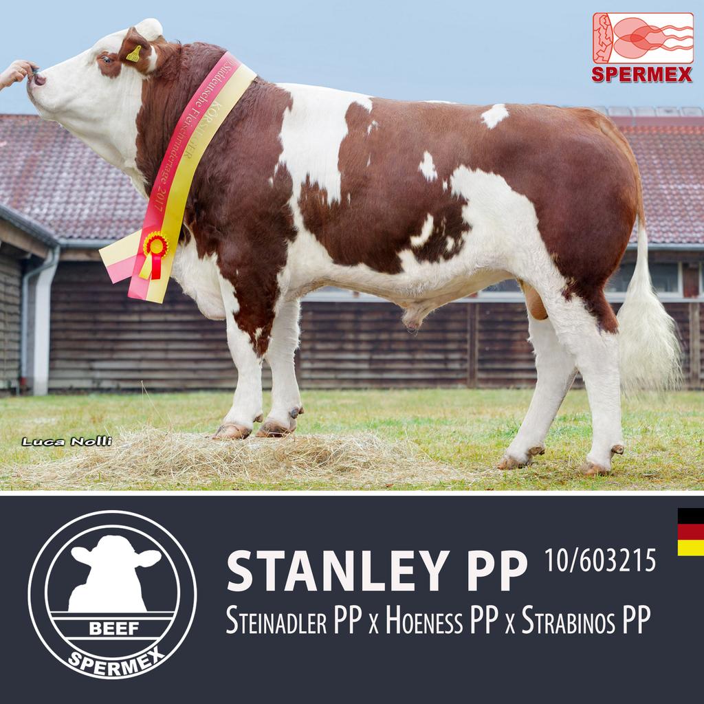 STANLEY PP #fleckvieh beef / Fleisch available at #spermex - Southern German Beef Fleckvieh Champion #genetics spermex.de