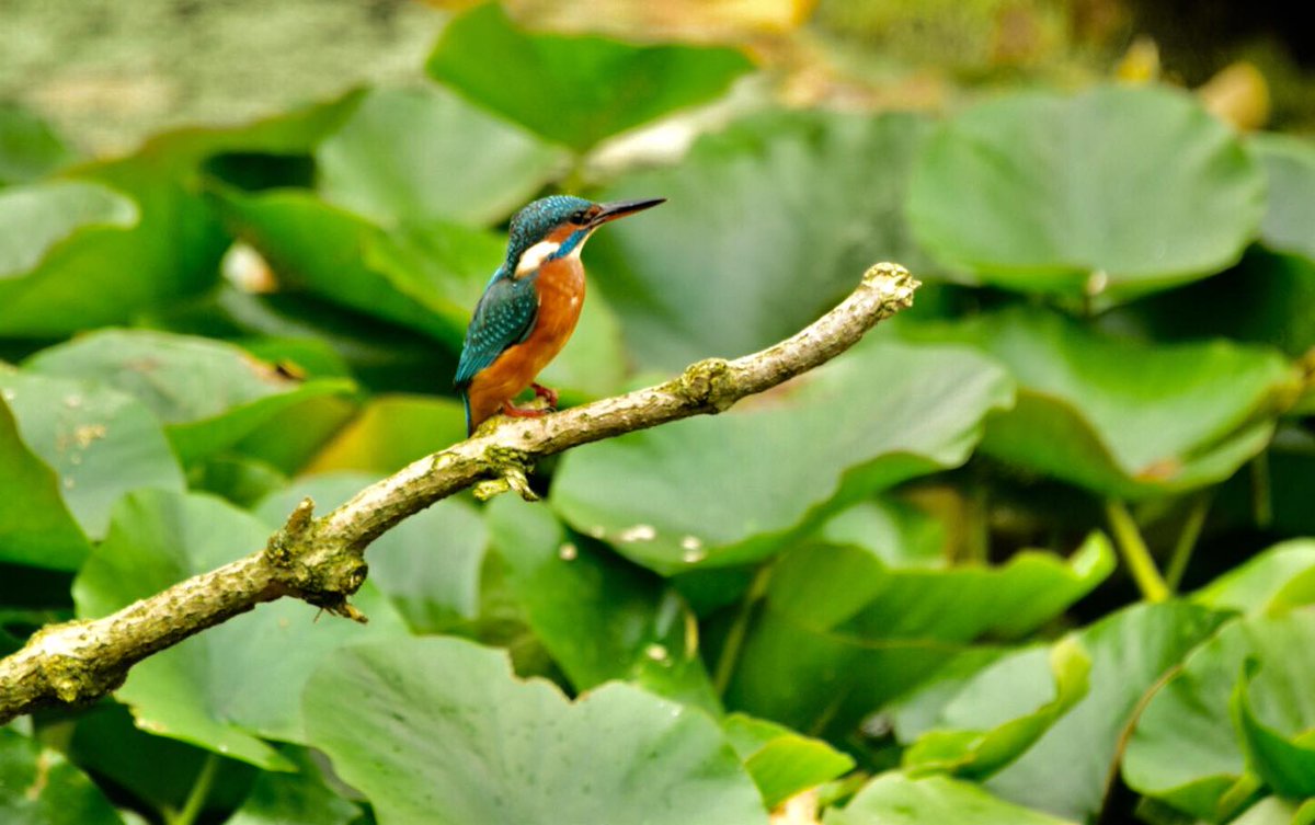 IanwildowlTv's tweet photo. Sticklebacks + pole = Kingfisher fishing the Wild Owl TV pond this morning
#wildowltv #wildlifeinyate #kingfishersingardens #wildlifetalks https://t.co/pESxErKwhO