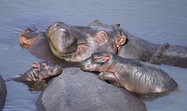 ramblingsloa's tweet photo. Spread love everywhere you go.
Let no one ever come to you without leaving happier.

Mother Teresa https://t.co/v6Lr2CT4WH