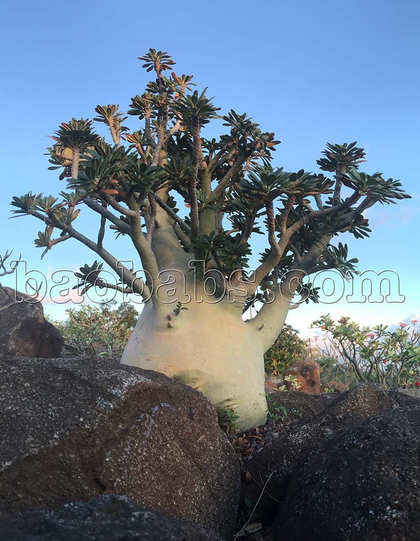 Fukyolisergikar's tweet photo. Dorstenia gigas #treesfortrees https://t.co/nvDmE3kFP3