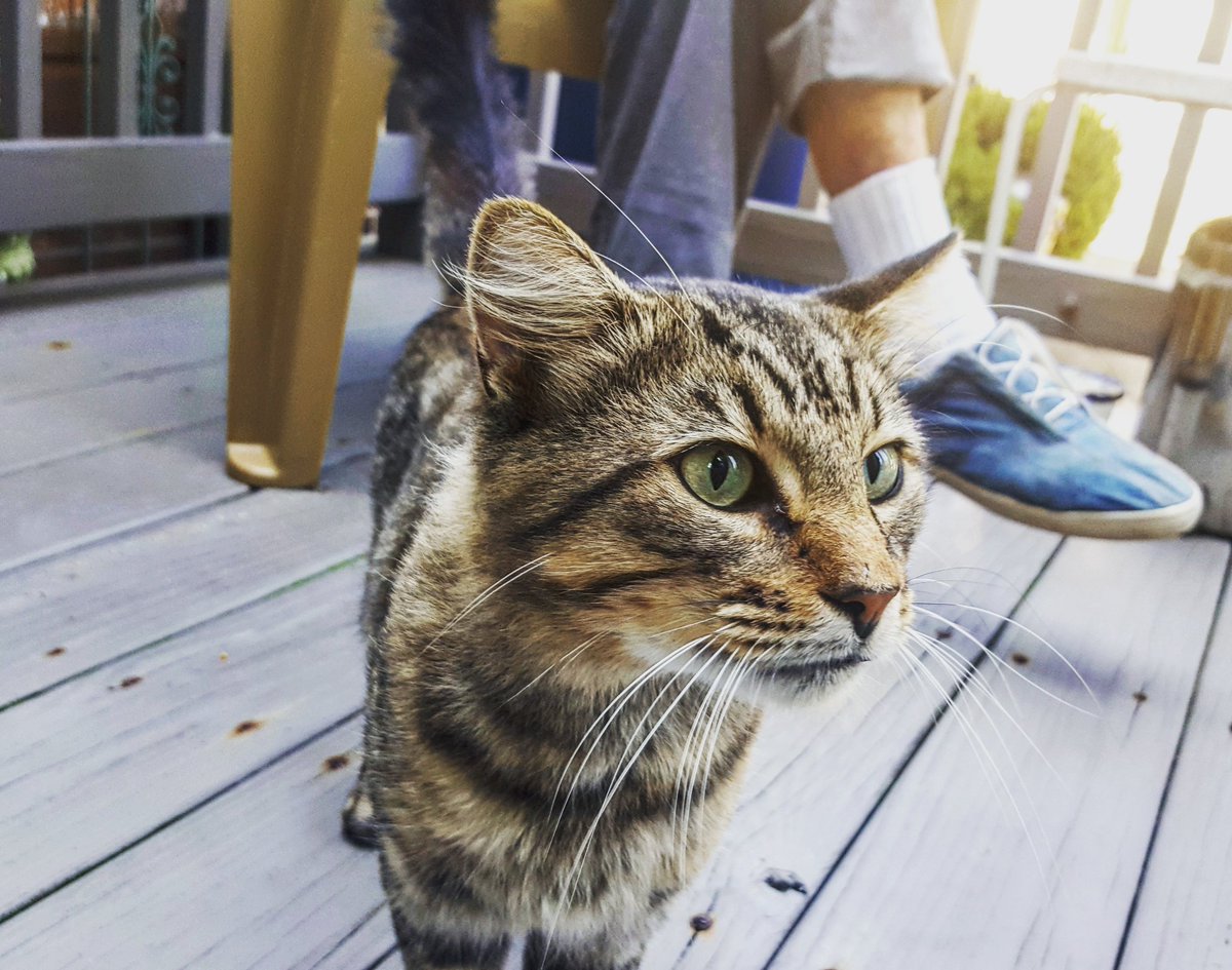Kitty came to say hello. #cat #stripes #outside #animals #kitty