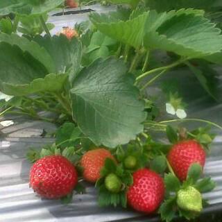 Petik strawberry ya cman dsini <a href="/ganjarpranowo/">Ganjar Pranowo</a> <a href="/tasdipbg1/">Tasdi Bupati Pbg</a> <a href="/par_ekraf/">Pariwisata & Kreatif</a> <a href="/KemenDesa/">Fast Track Travel</a>