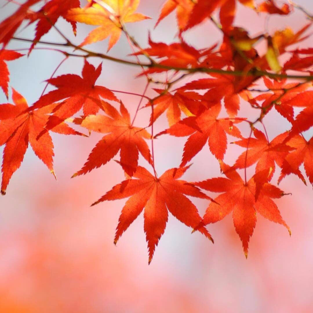 Samurai_Wifi's tweet photo. Kyoto, Japan 🇯🇵
Cr. Travelog
#SamuraiWifi #GlobalWifi #Pocketwifi https://t.co/0nUV4Hfdpr