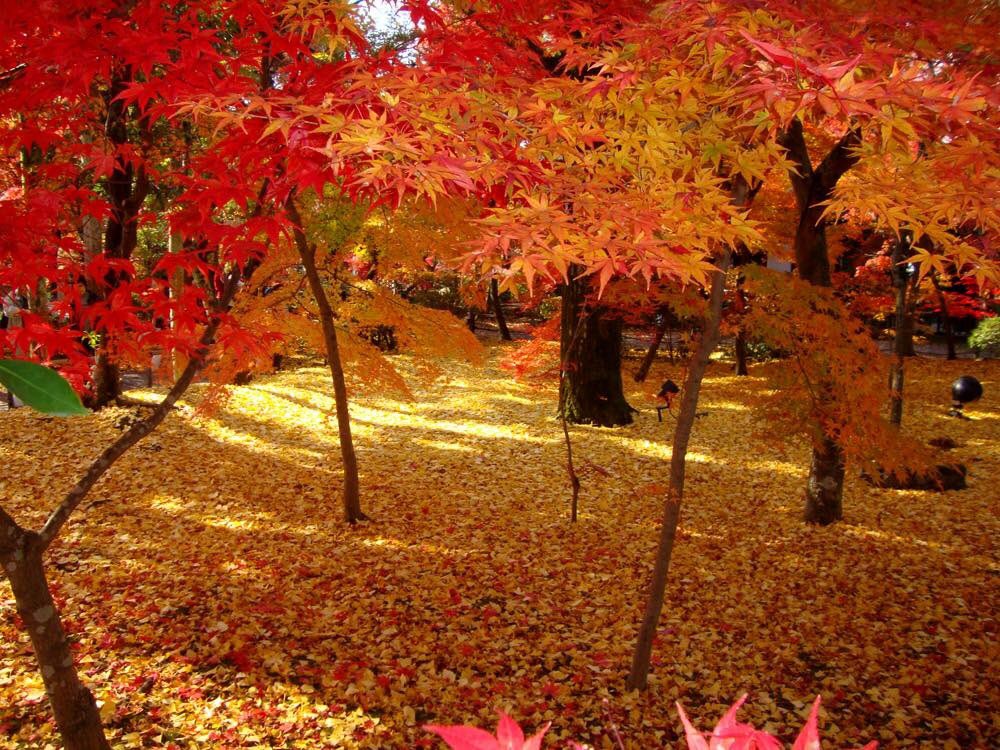 Samurai_Wifi's tweet photo. Kyoto, Japan 🇯🇵
Cr. Travelog
#SamuraiWifi #GlobalWifi #Pocketwifi https://t.co/0nUV4Hfdpr