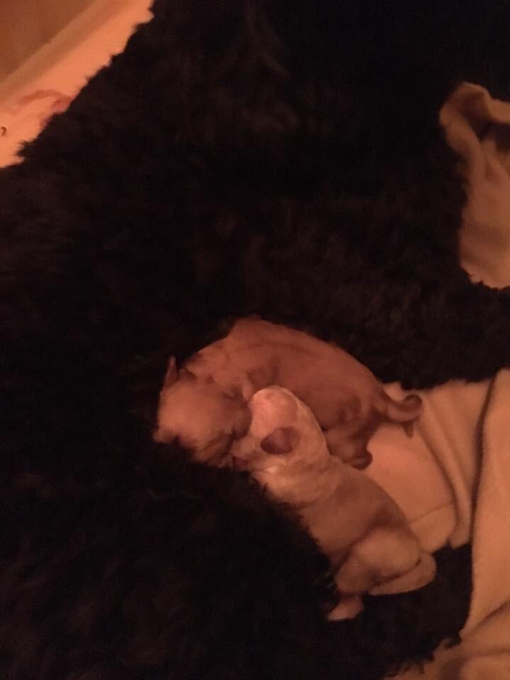 CockapooX2's tweet image. Cockapoo Puppy Number 2 #cockapoo #cockapoopuppies