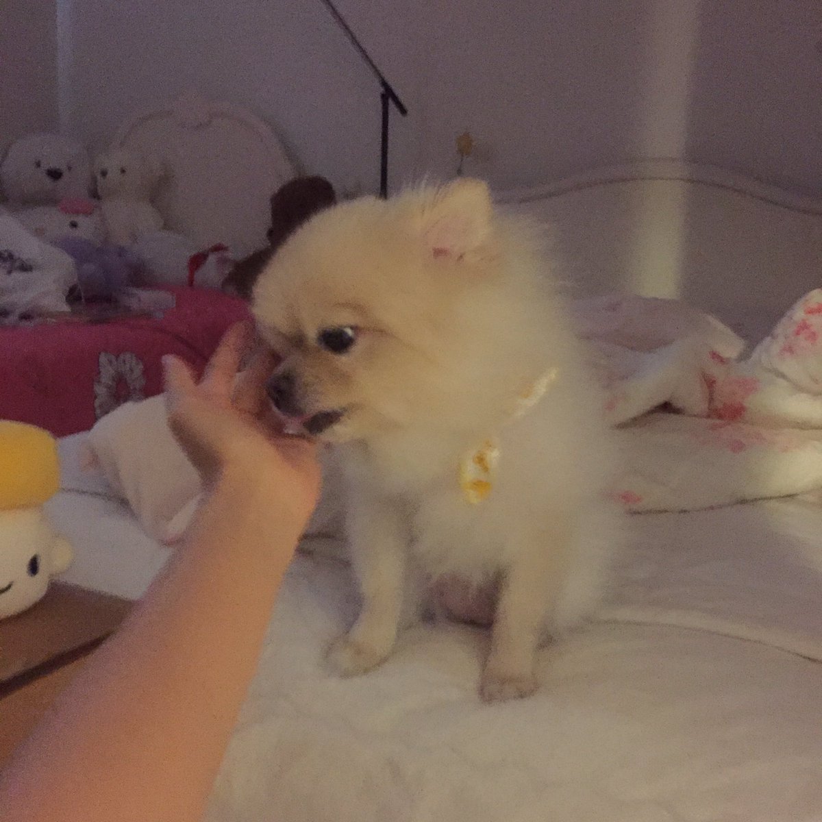 Jee_note's tweet image. 연유가 나한테 박력 넘치게 구는 순간 너무 좋고 싫음ㅋㅋㅋㅋ 방금은 벽치기 당했는데 거까진 좋았으나 온갖 핥음이 이어졌고 침범벅이 되었다 ...