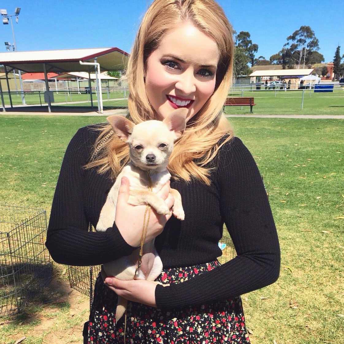 BiancaNelliexo's tweet photo. Say hello to my little friend😻 It's all sunshine &amp; puppies today!🐕💕 

#DogsSA #Chihuahua https://t.co/DvS4qDtABP