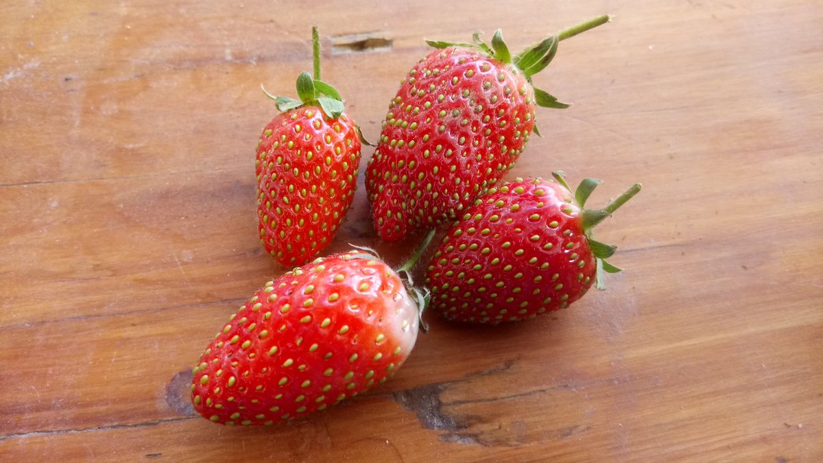 From Groenfontein, ok so wont end world hunger!