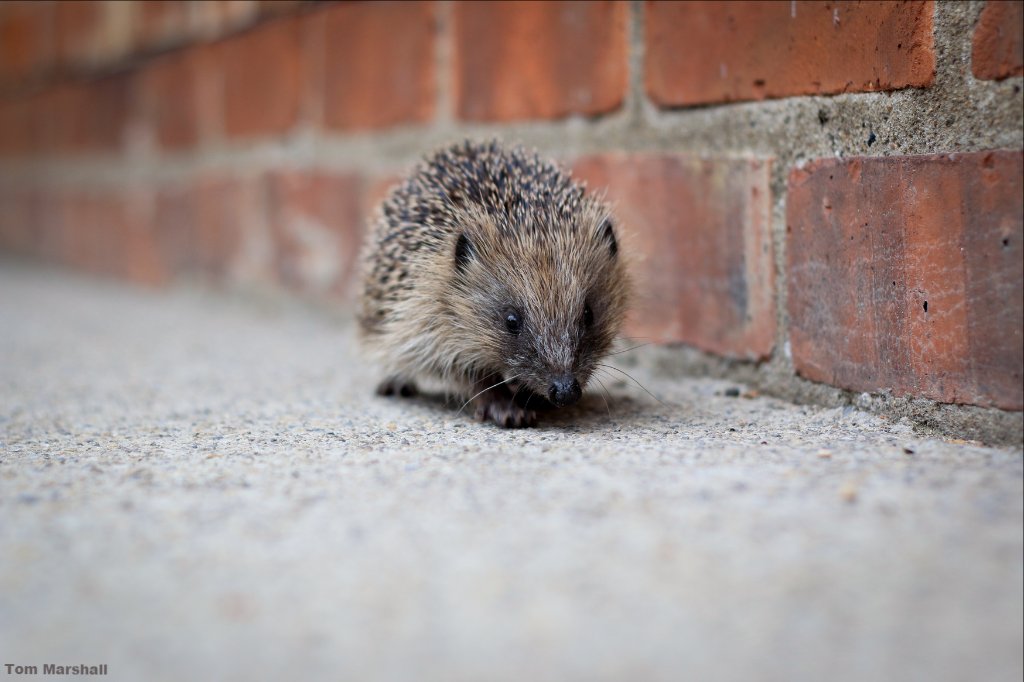 WildlifeTrusts's tweet photo. Offer your local #hedgehog a safe place in your garden by building them a home. https://t.co/26MFvr9v1y #Autumn https://t.co/QoNBFZ1fEo