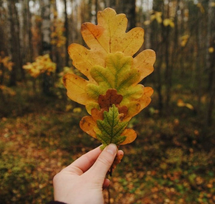 Доброе утречко , лента 🍁💓