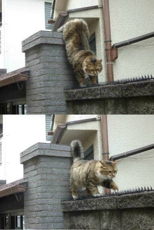 animalaround tweet picture