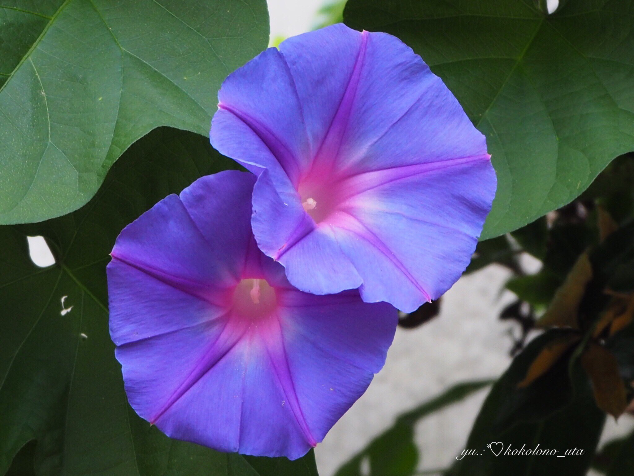 憂 Pa Twitter 朝顔 昼顔 夕顔 夜顔 たくさんあるんですね このお花は昼間咲いてたから 昼顔かな