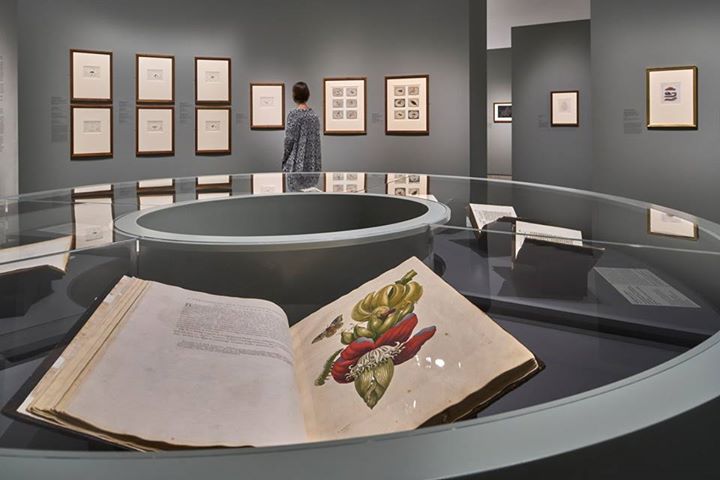 staedelmuseum's tweet photo. Für aufmerksame EntdeckerInnen: unsere Ausstellung zur Künstlerin, Forscherin &amp; Frankfurterin #MSMerian 🌿🐛 https://t.co/dHyoit4NOs #MSMerian https://t.co/LGR6Darsol