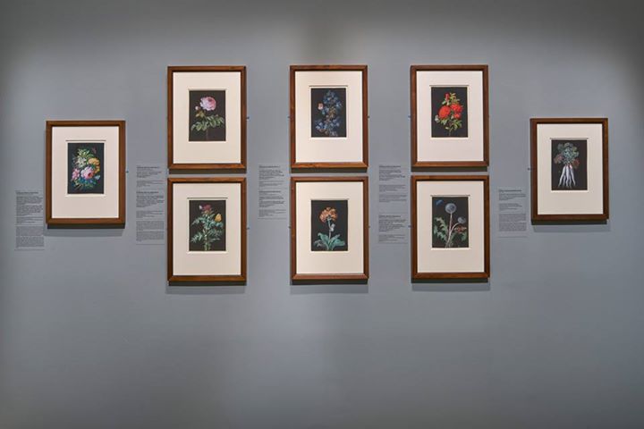 staedelmuseum's tweet photo. Für aufmerksame EntdeckerInnen: unsere Ausstellung zur Künstlerin, Forscherin &amp; Frankfurterin #MSMerian 🌿🐛 https://t.co/dHyoit4NOs #MSMerian https://t.co/LGR6Darsol