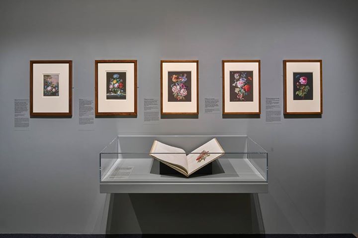 staedelmuseum's tweet photo. Für aufmerksame EntdeckerInnen: unsere Ausstellung zur Künstlerin, Forscherin &amp; Frankfurterin #MSMerian 🌿🐛 https://t.co/dHyoit4NOs #MSMerian https://t.co/LGR6Darsol