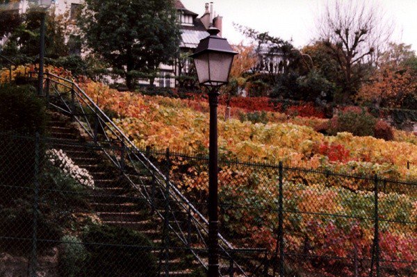 ParisAMDParis's tweet photo. Les vignes de Montmartre   Paris https://t.co/WrrLueOdNa