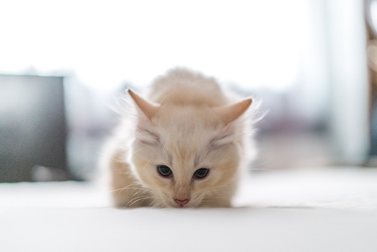 firdauszulfaa's tweet photo. Today, I shoot with cats and kittens 🐱 

Here’s a thread of today’s photos to bless your timeline ☺️ https://t.co/eLlqQNV7Oc
