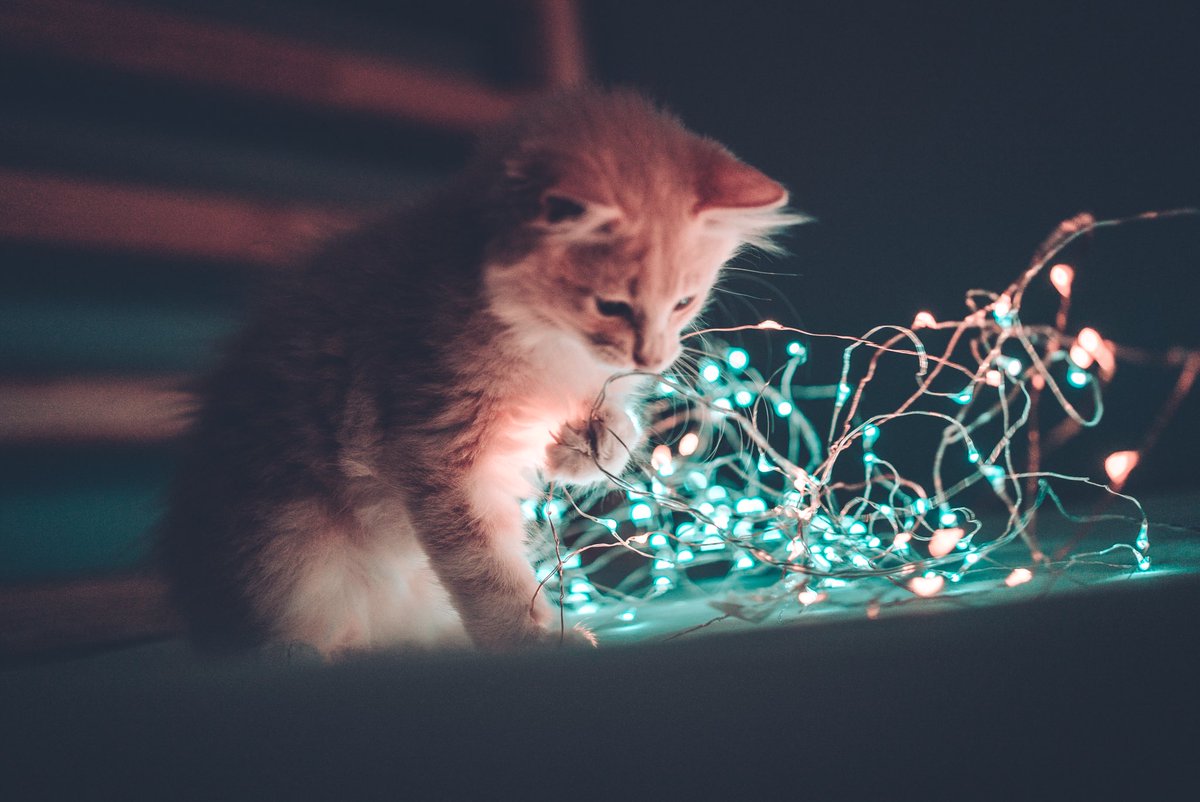 firdauszulfaa's tweet photo. Today, I shoot with cats and kittens 🐱 

Here’s a thread of today’s photos to bless your timeline ☺️ https://t.co/eLlqQNV7Oc