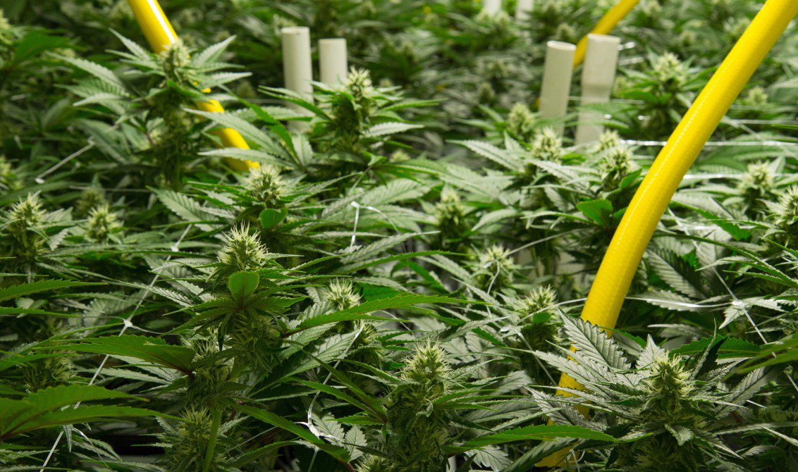 cbdwarehousecom's tweet photo. 5 myths and misconceptions about #cannabidiol - Lift News https://t.co/Cvde1rfuDD https://t.co/tM61L0whj6