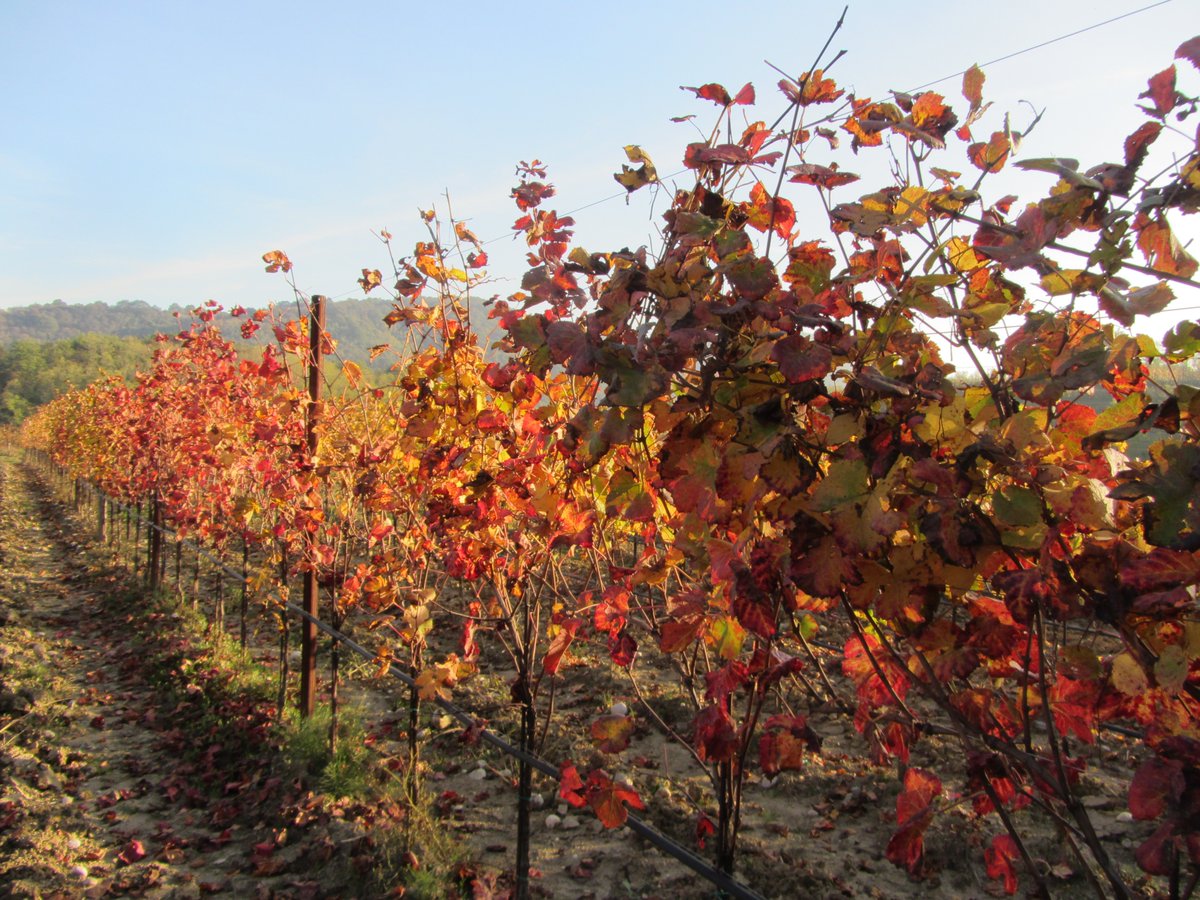 VillaParens's tweet photo. Scorci e sfumature autunnali fra i vigneti di #VillaParens a #Ruttars. La campagna si prepara per un nuovo periodo di riposo invernale. https://t.co/D4pasI1iLb