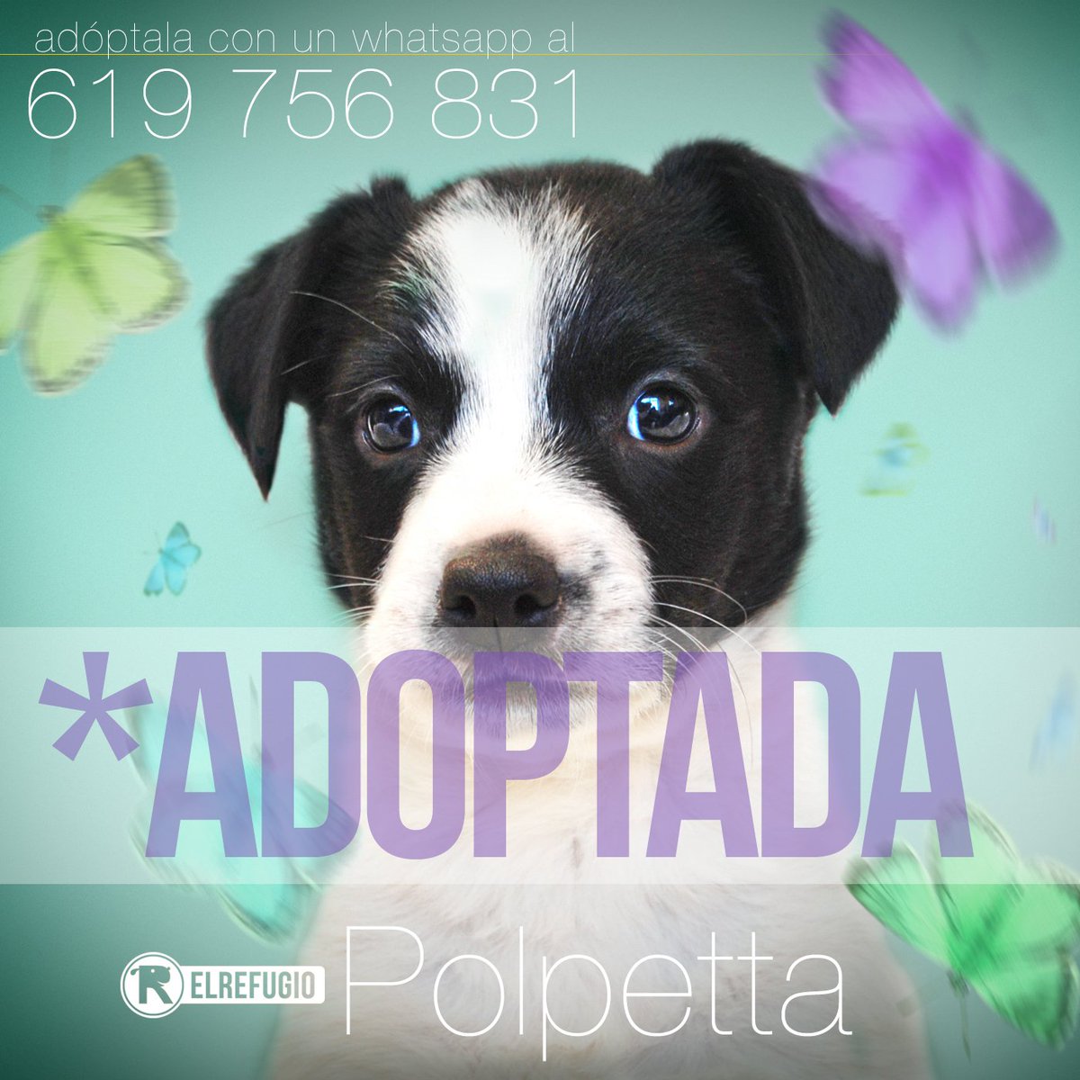 el_refugio's tweet photo. Adoptan a Polpetta, la cachorrita que rescatamos de la basura.  https://t.co/t2rXyaOcno   https://t.co/3Ef7F0A0ez https://t.co/KZqOYxR6pZ