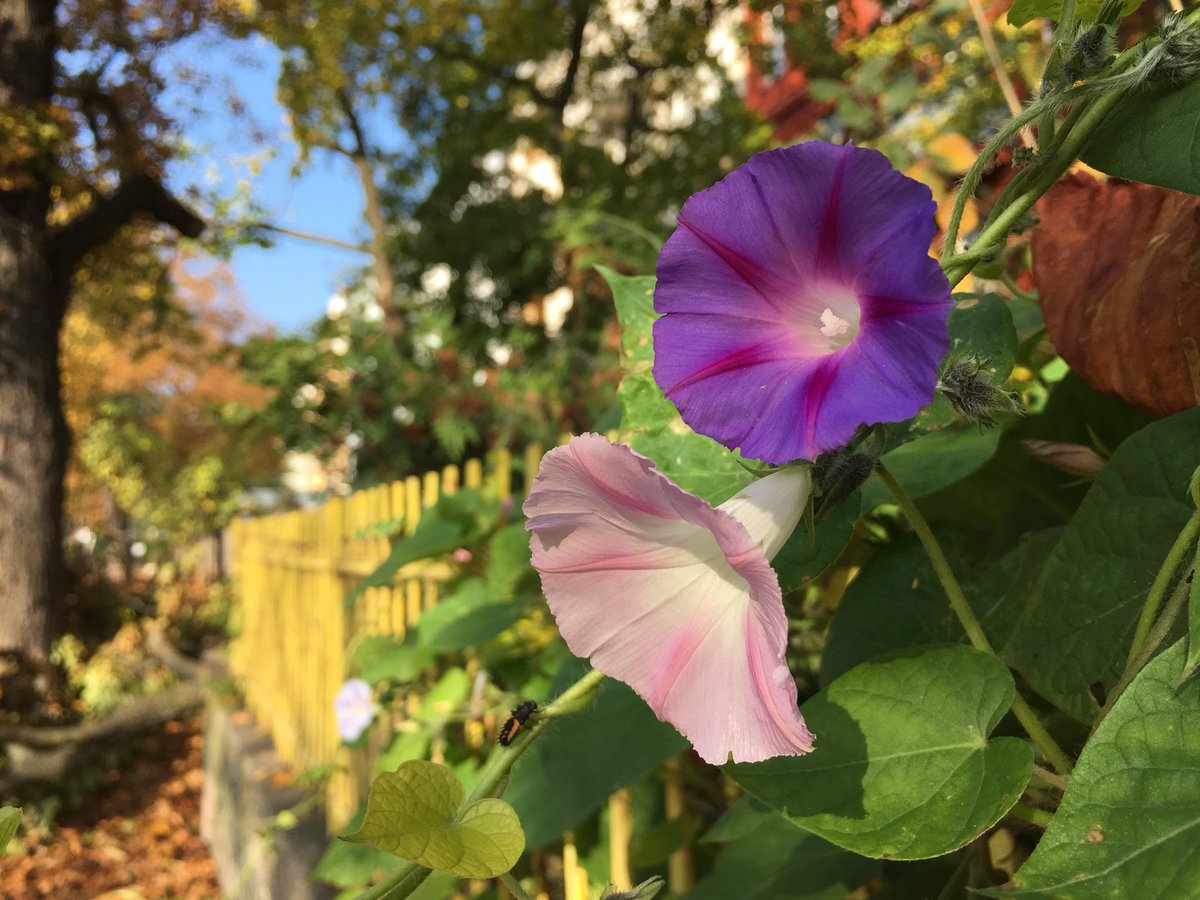 Berlin ist, wenn der Sommer Mitte Oktober beginnt #Hasenheide #SchönenSonntag!