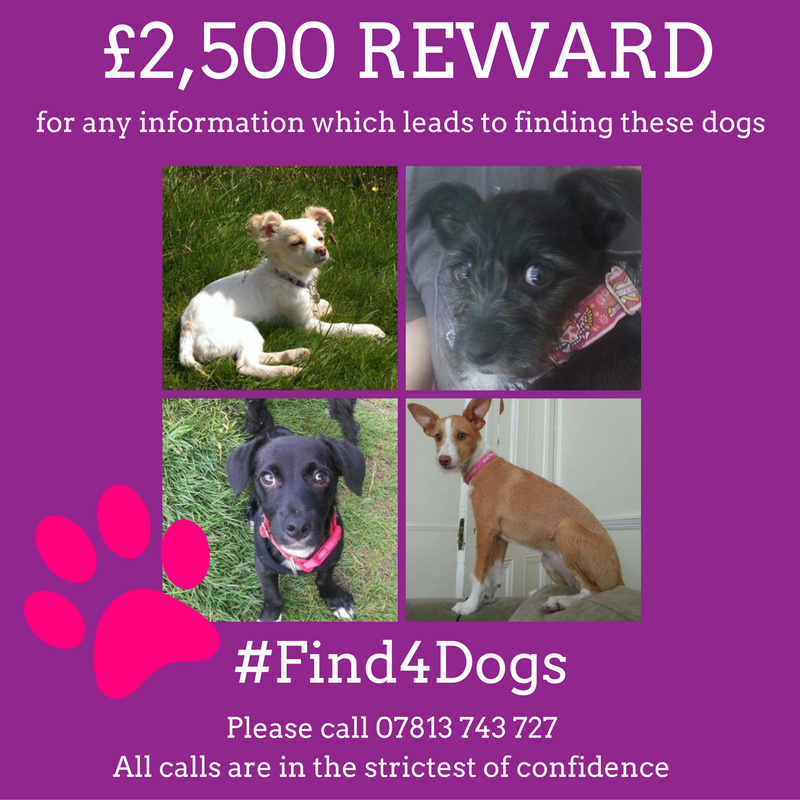 Find4Dogs's tweet image. PIA, ORA, RUFUS &amp;amp; LUNA are still missing since October 2013, last known location GLASGOW #Find4Dogs #FindPia #FindOra #FindRufus #FindLuna