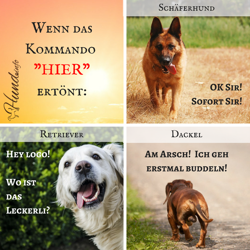 Schönen Sonntag Bilder Hunde