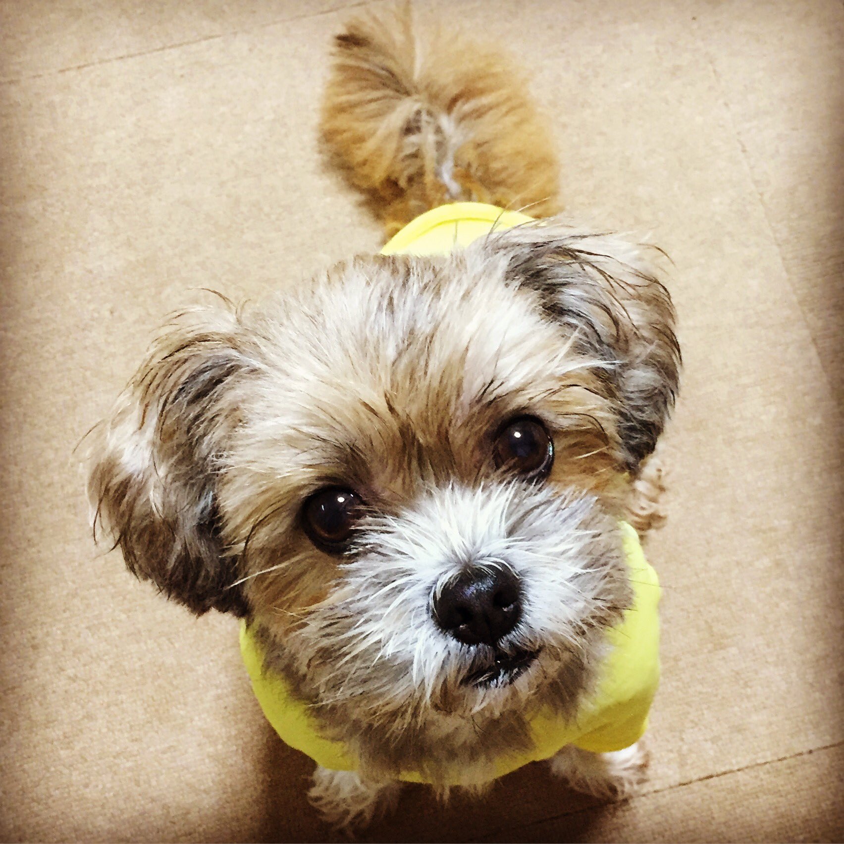 ちぃ ちぃが後ろ足びっこ引くようになってしまいました 下痢もしています とても心配です 下痢 びっこ ちぃ 犬 トイプードル シーズー ミックス犬 ミックス シープー 愛犬 いぬ わんこ