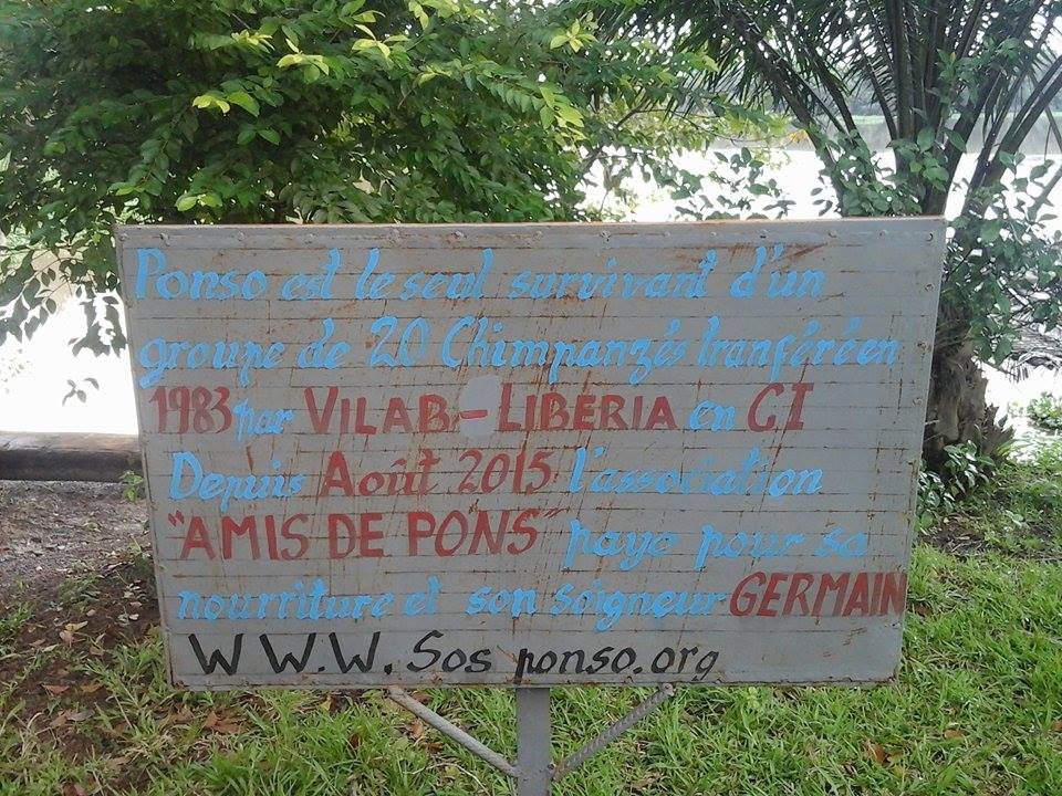 Ivoire_Environ's tweet photo. #ecotourisme #Civ : Allez à la découverte de l'île aux #Chimpanzés, où vous verrez #Ponso, le seul survivant d'un Groupe de 20 #Chimpanzés https://t.co/uELeSsyaz9