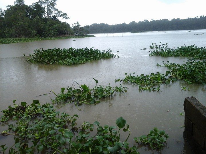Ivoire_Environ's tweet photo. #ecotourisme #Civ : Allez à la découverte de l'île aux #Chimpanzés, où vous verrez #Ponso, le seul survivant d'un Groupe de 20 #Chimpanzés https://t.co/uELeSsyaz9