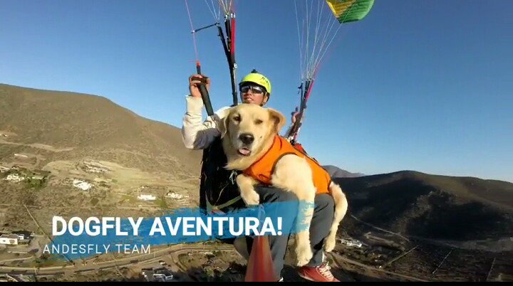 FlyAndes's tweet photo. Lucas, nuestro perro guía que le encanta volar!! ¿Y tu? Ven a vivir una experiencia atómica
Reservas al whatsapp +56992980934
 #doglovers https://t.co/NZp39myyph