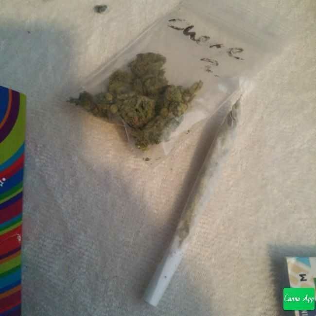cannarevolution's tweet photo. Nice indica #cheese #amsterdam #canna #WEEDit #CannaTime https://t.co/e6SjnEYIr5