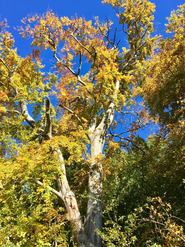 silkelilie's tweet photo. Herrlicher Herbst-Sonntag: Spaziergang durch den #Elm... und Einkauf im Hofladen beim Obstbauern in #Evessen...
#Herbst in #Niedersachsen https://t.co/eGhFm7hLWS
