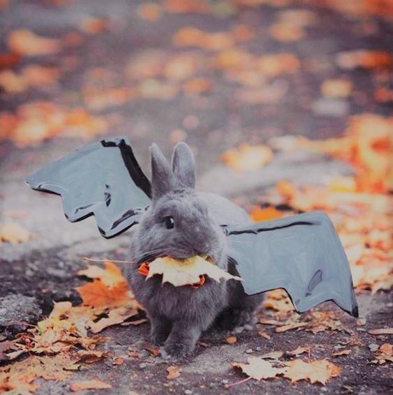 Halloween bunny.. 

I have too much time on my hands.