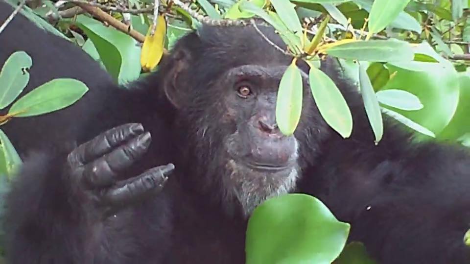 Ivoire_Environ's tweet photo. #ecotourisme #Civ : Allez à la découverte de l'île aux #Chimpanzés, où vous verrez #Ponso, le seul survivant d'un Groupe de 20 #Chimpanzés https://t.co/uELeSsyaz9