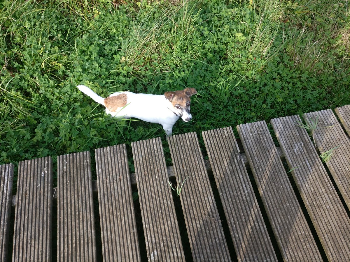 BazTheBarbarian's tweet image. Oscar won't walk on the wooden treads any more when we are out, as he's scared of getting his foot stuck 💕#FailingEyesight 💕
