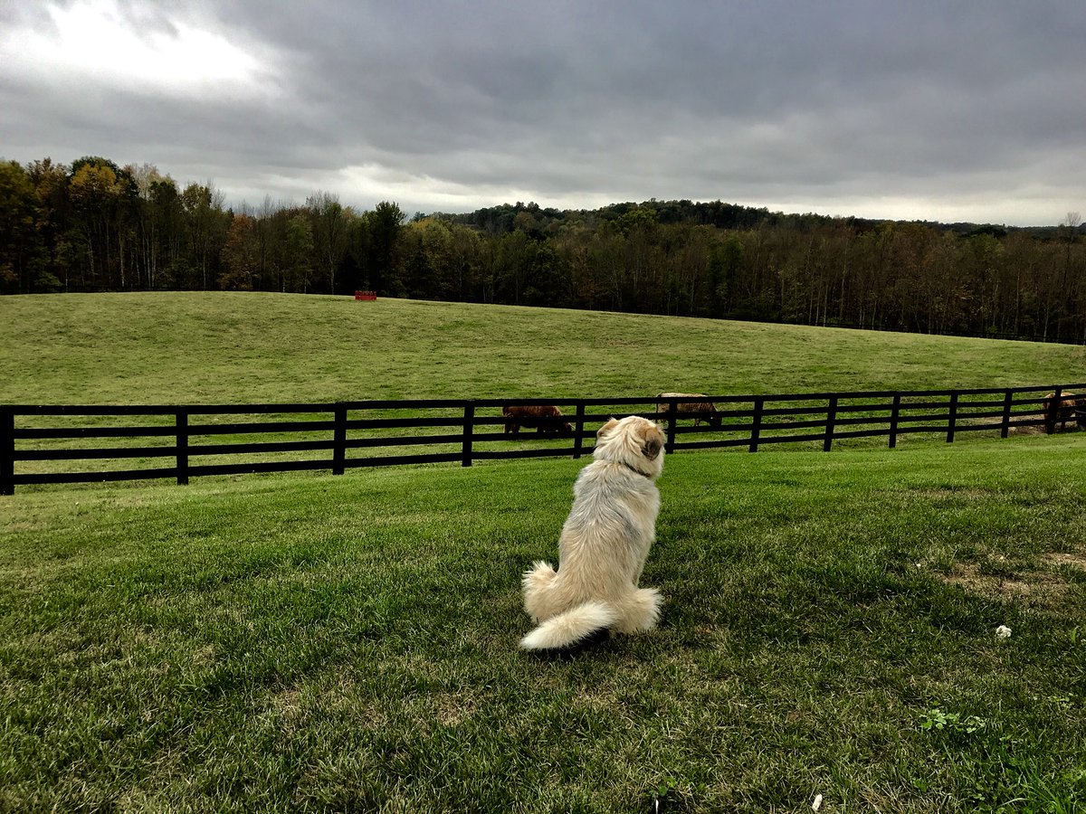 JDMorgan's tweet photo. Honeydog doing her job. https://t.co/Vse8G66091